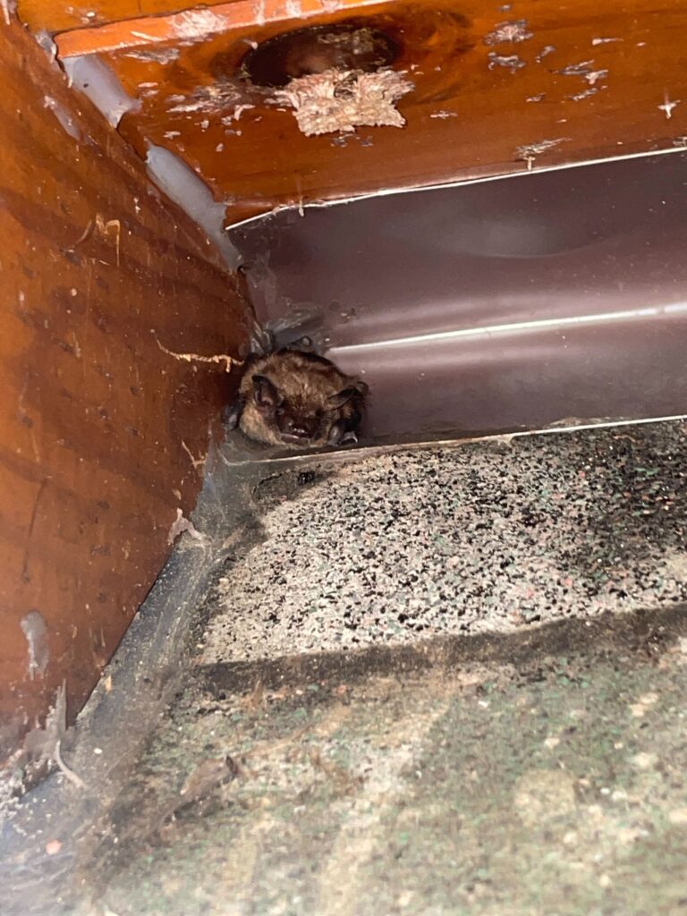 Wildlife Control Mason