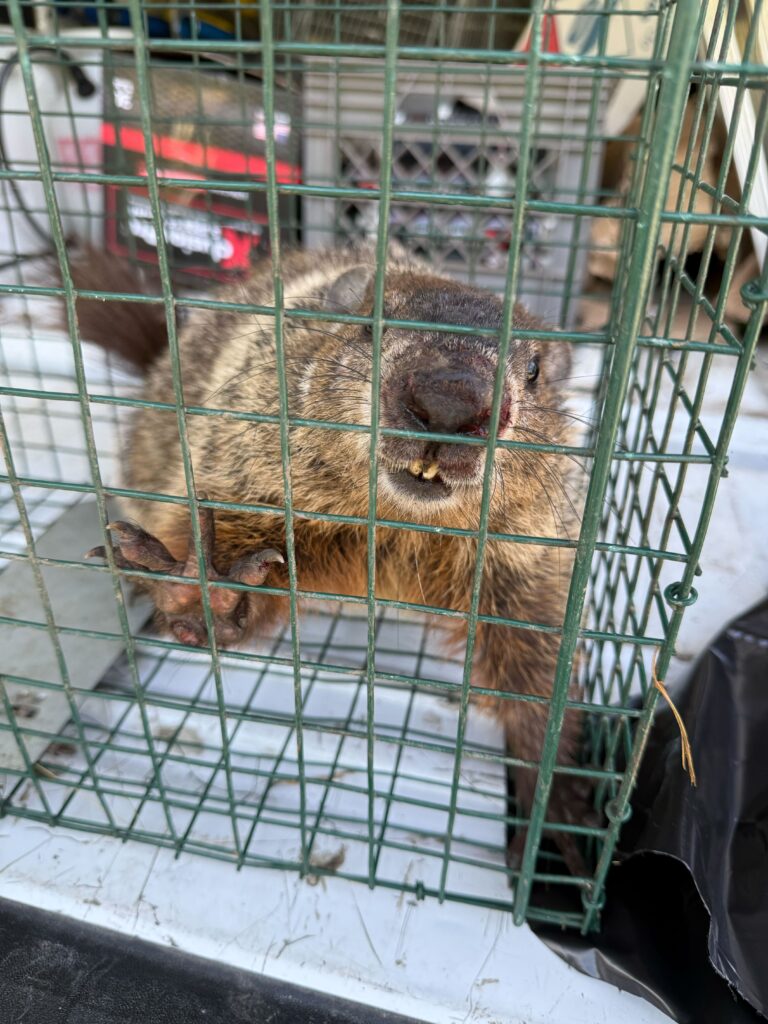 Wildlife Control Mason